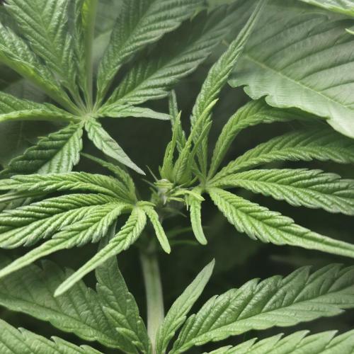 First (Successful) Hydro Grow. Week 9 - Piss-tils