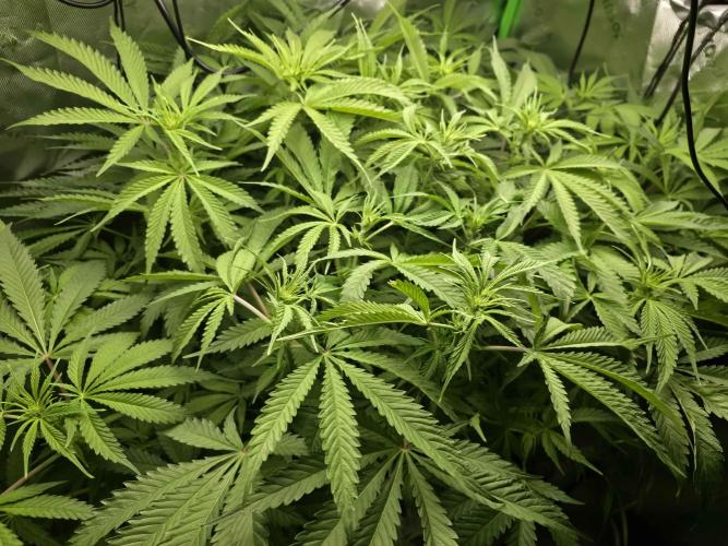 First (Successful) Hydro Grow. Week 10