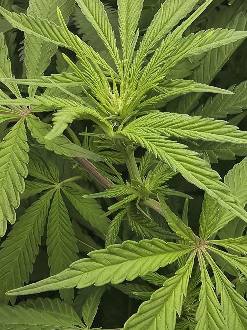 First (Successful) Hydro Grow. Week 10