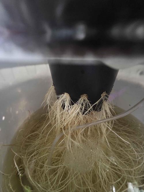 First (Successful) Hydro Grow. Week 10