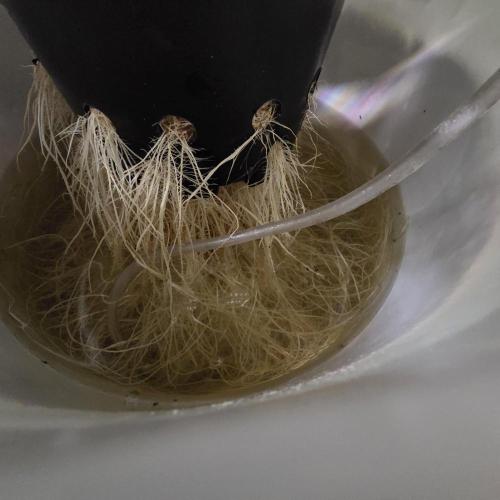 First (Successful) Hydro Grow. Week 11