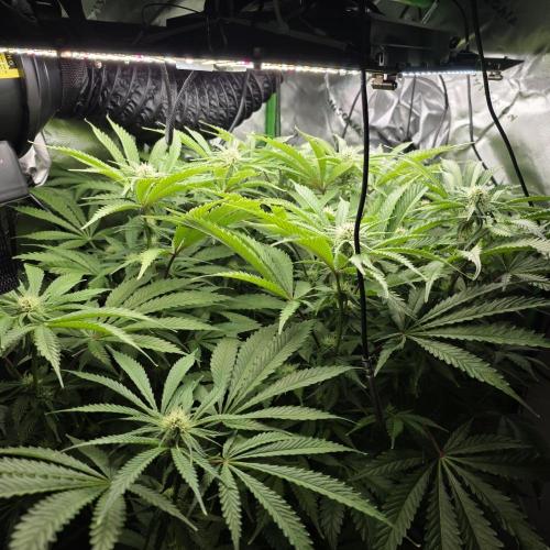 First (Successful) Hydro Grow. Week 11