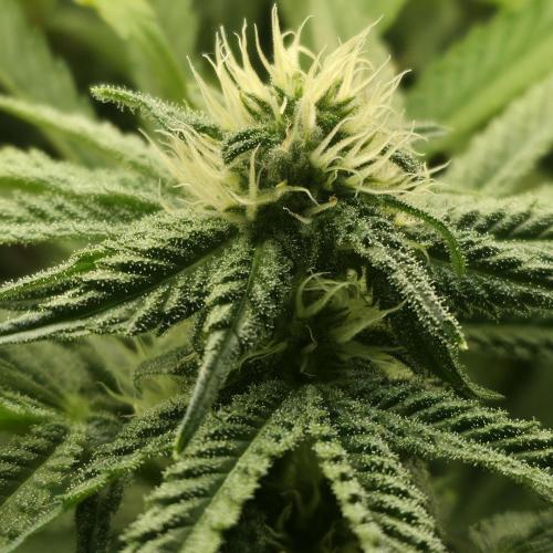 First (Successful) Hydro Grow. Week 12