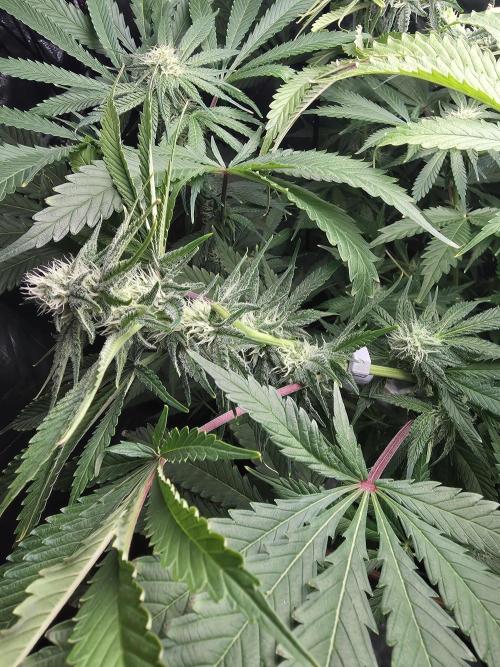 First (Successful) Hydro Grow. Week 12