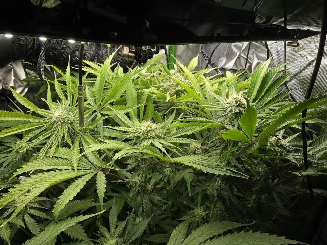 First (Successful) Hydro Grow. Week 12