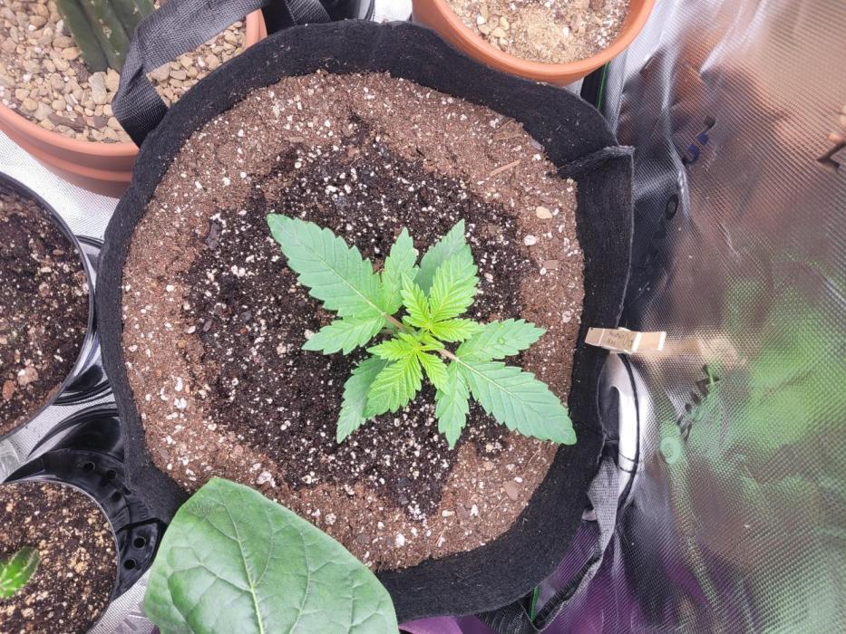 Mountain Man OG f2 keeper. Week 1