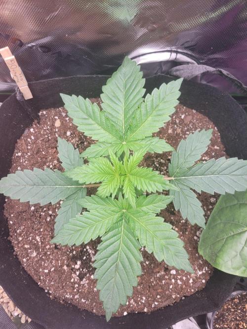 Mountain Man OG f2 keeper. Week 2