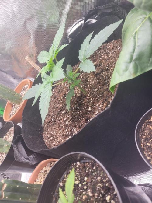 Mountain Man OG f2 keeper. Week 2