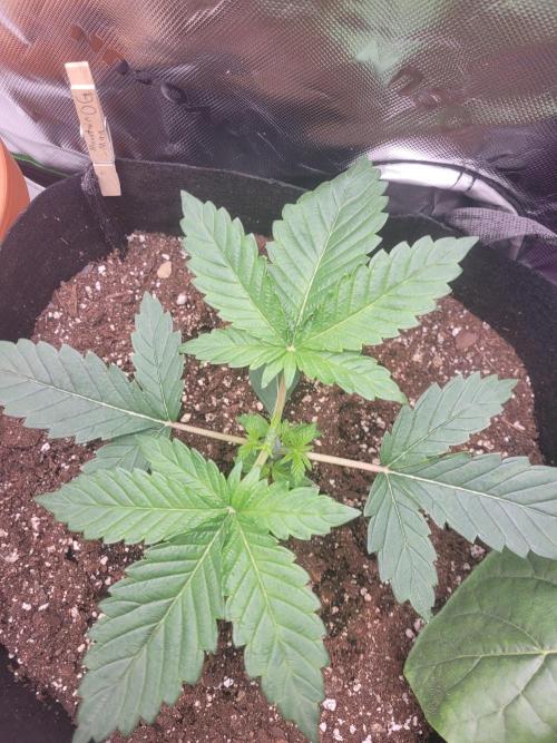 Mountain Man OG f2 keeper. Week 2