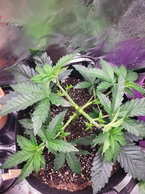 Mountain Man OG f2 keeper. Week 4 - beginning of the week