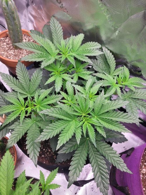 Mountain Man OG f2 keeper. Week 4 - end of the week