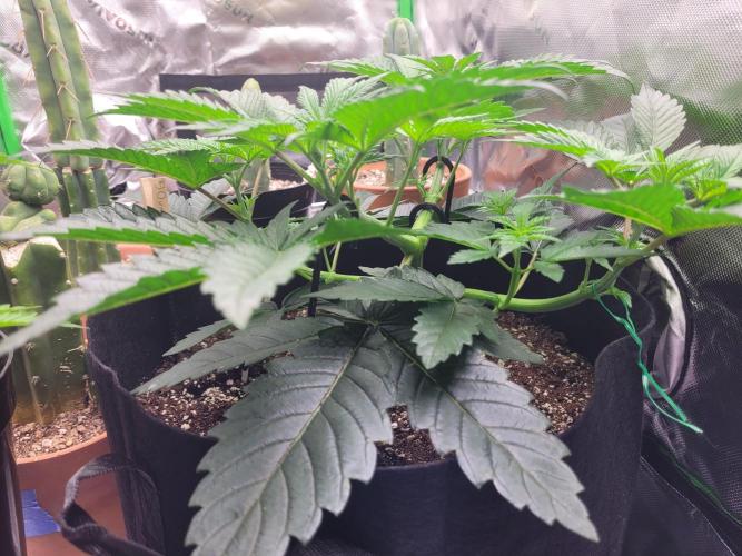 Mountain Man OG f2 keeper. Week 4