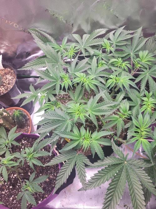 Mountain Man OG f2 keeper. Week 6