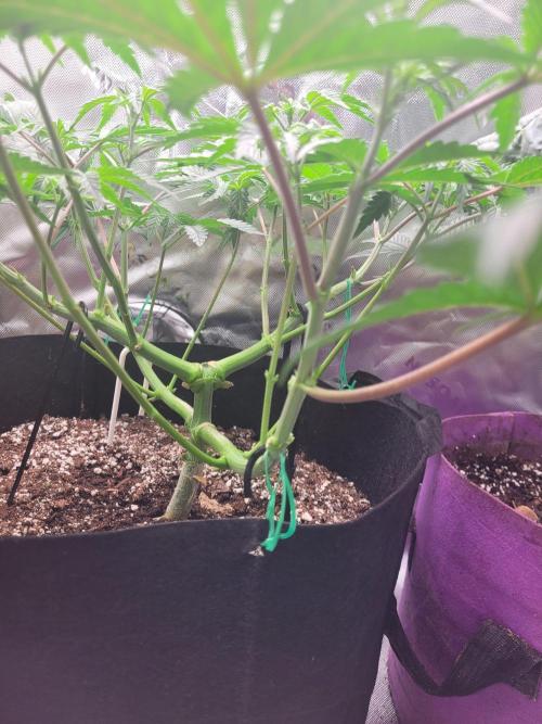 Mountain Man OG f2 keeper. Week 6