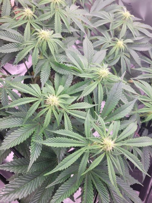 Mountain Man OG f2 keeper. Week 8