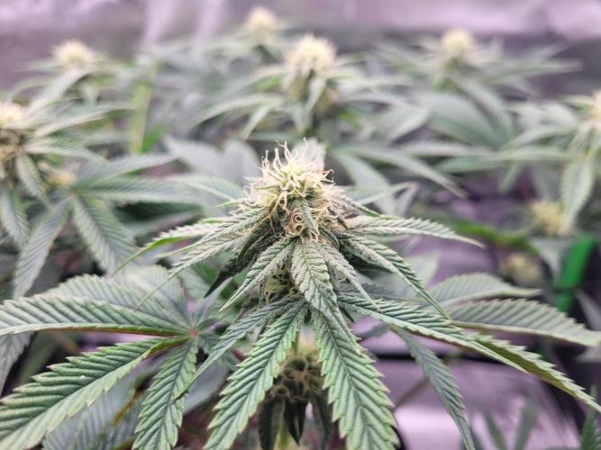 Mountain Man OG f2 keeper. Week 9