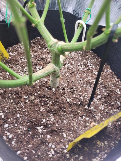 Mountain Man OG f2 keeper. Week 9