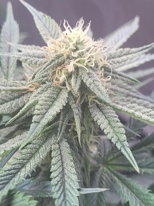 Mountain Man OG f2 keeper. Week 9