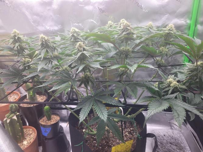 Mountain Man OG f2 keeper. Week 9