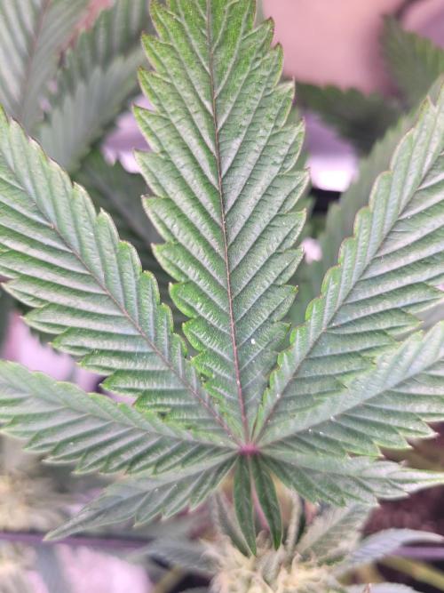 Mountain Man OG f2 keeper. Week 10