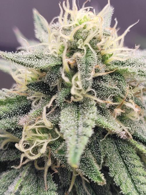 Mountain Man OG f2 keeper. Week 10