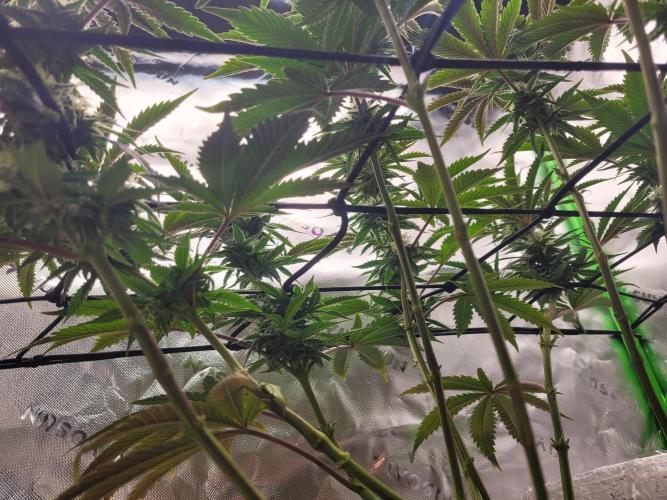 Mountain Man OG f2 keeper. Week 10