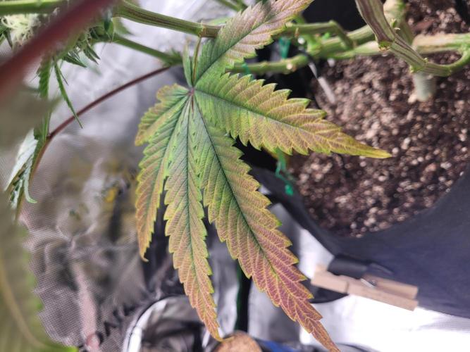 Mountain Man OG f2 keeper. Week 10