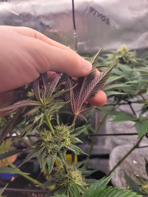 Mountain Man OG f2 keeper. Week 10