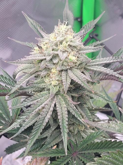 Mountain Man OG f2 keeper. Week 11