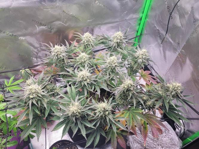 Mountain Man OG f2 keeper. Week 11