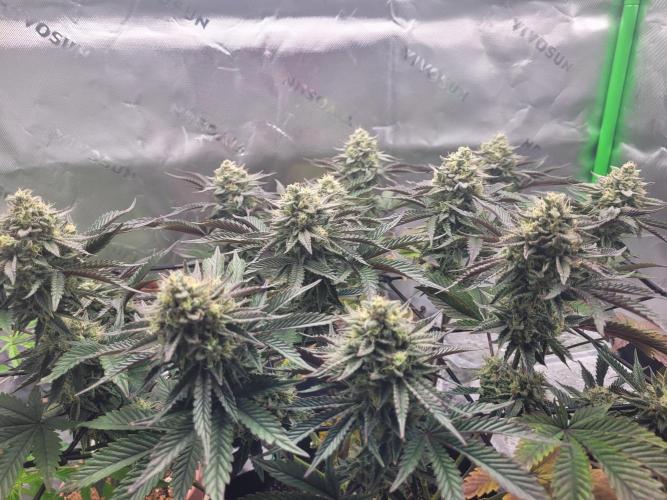 Mountain Man OG f2 keeper. Week 11