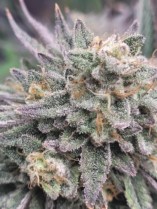 Mountain Man OG f2 keeper. Week 11