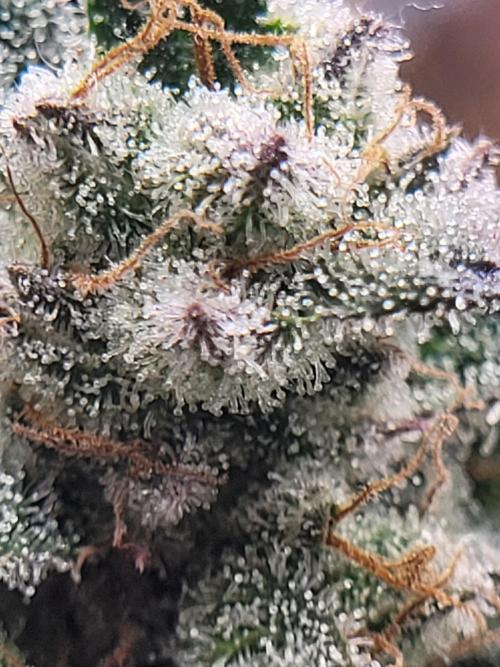 Mountain Man OG f2 keeper. Week 12