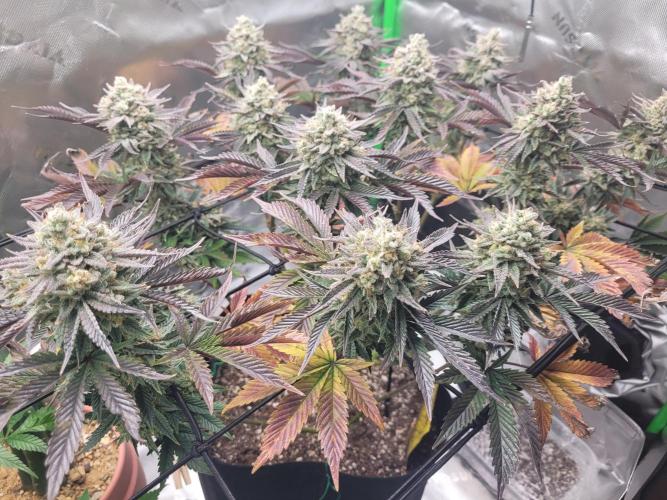 Mountain Man OG f2 keeper. Week 12