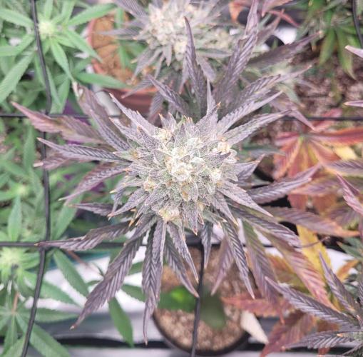 Mountain Man OG f2 keeper. Week 12