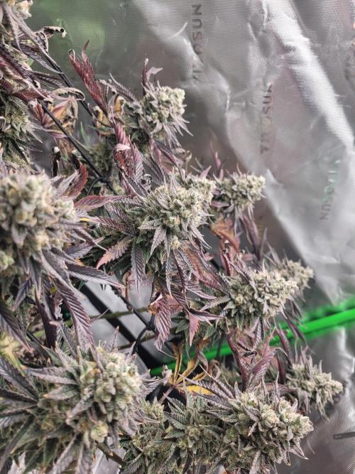 Mountain Man OG f2 keeper. Week 12