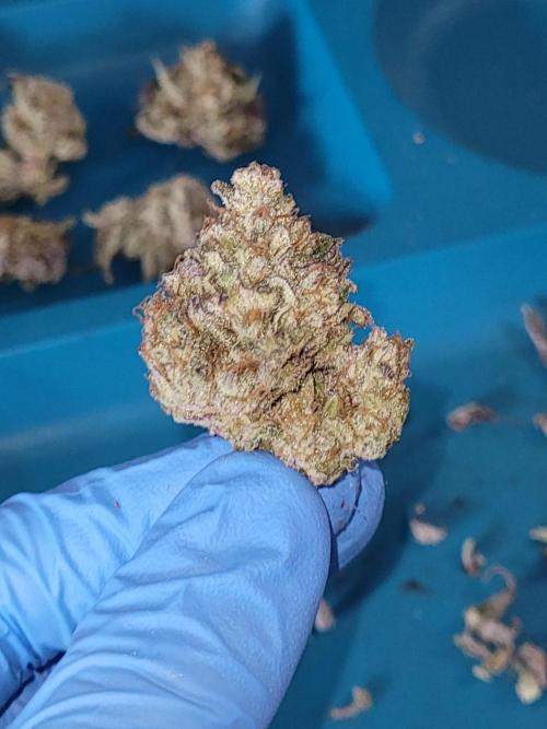 Mountain Man OG f2 keeper. Week 13