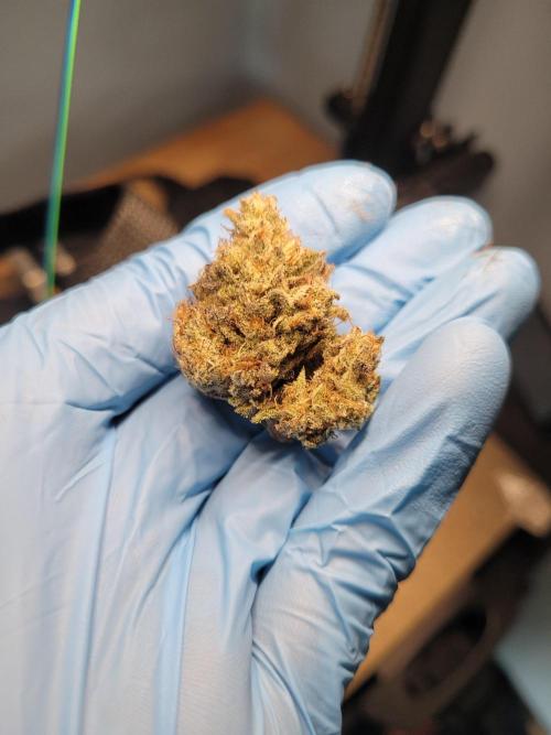 Mountain Man OG f2 keeper. Week 13