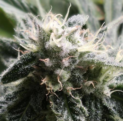 First (Successful) Hydro Grow. Week 14