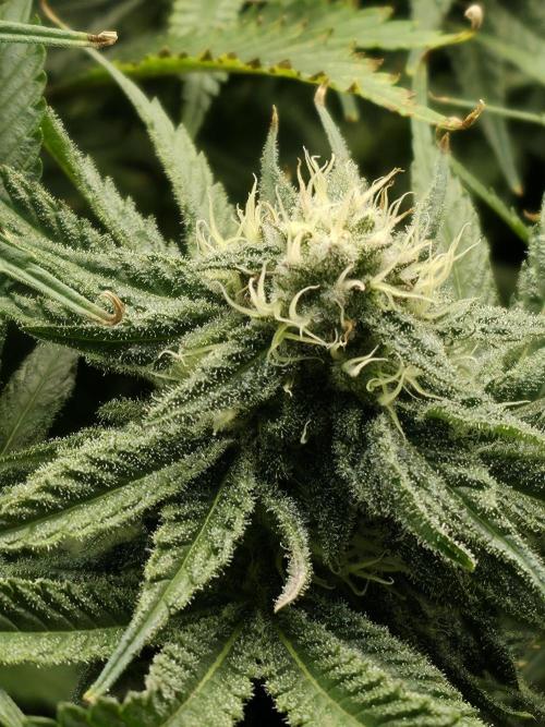 First (Successful) Hydro Grow. Week 14