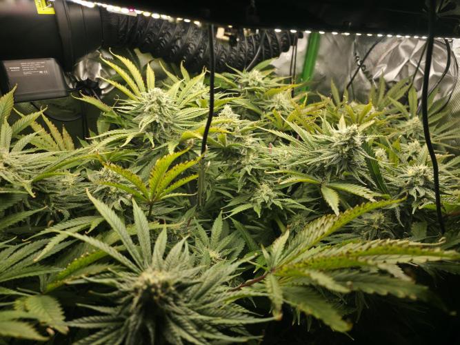 First (Successful) Hydro Grow. Week 14