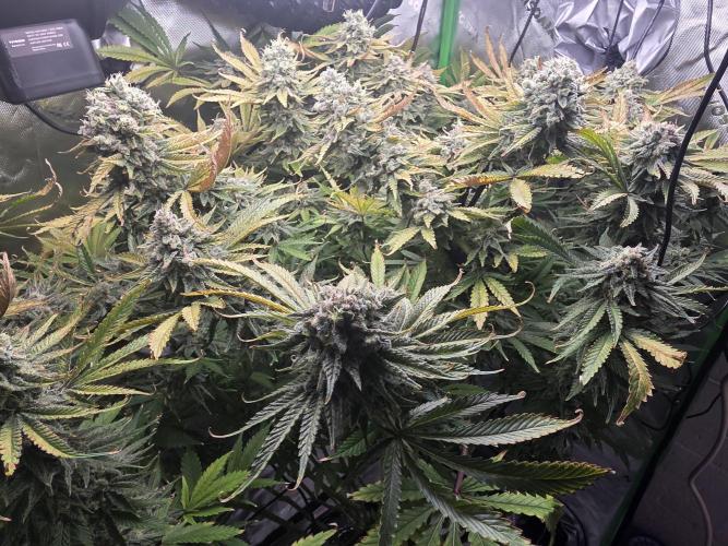 First DWC Grow - Ocifer. Week 16