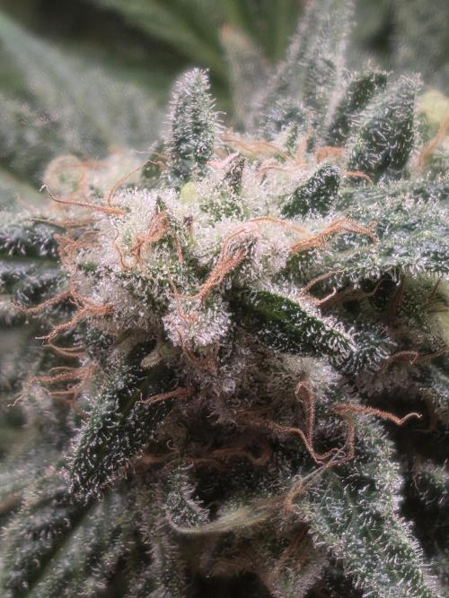 First DWC Grow - Ocifer. Week 16