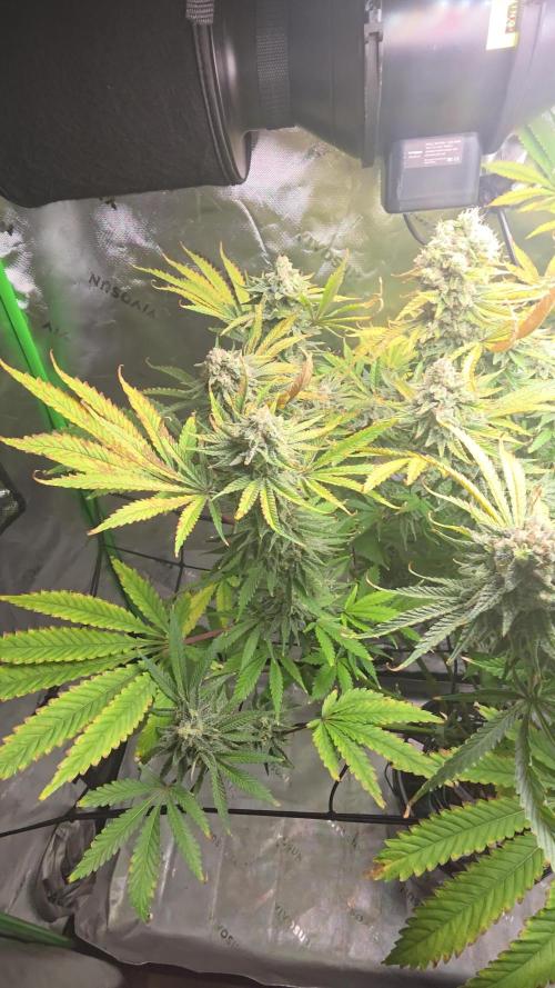 First DWC Grow - Ocifer