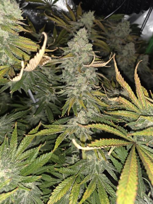 First DWC Grow - Ocifer. Week 16