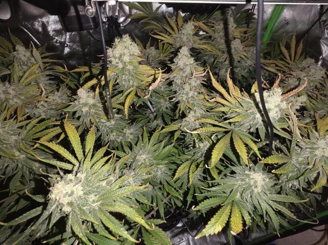 First DWC Grow - Ocifer. Week 16