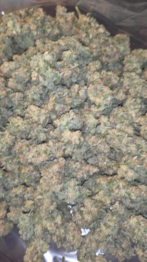 First DWC Grow - Ocifer