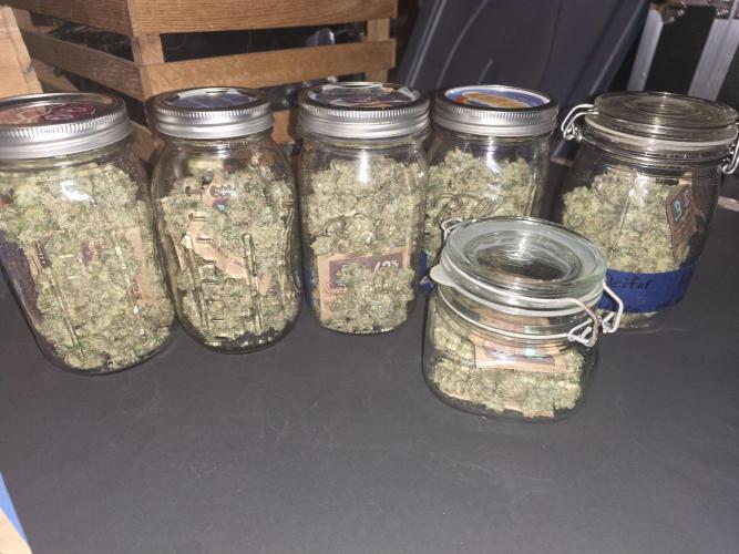 First DWC Grow - Ocifer. Week 17