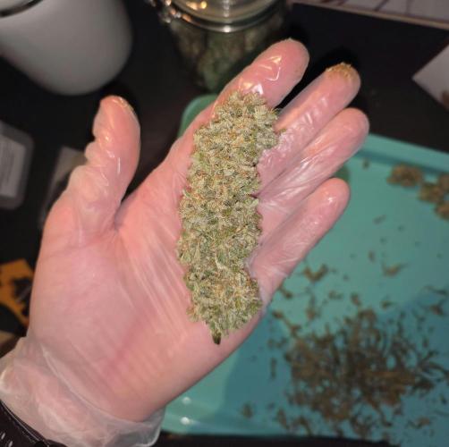 First DWC Grow - Ocifer. Week 17