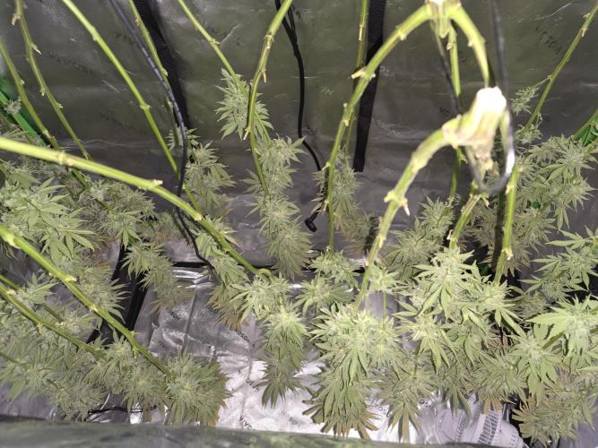 First DWC Grow - Ocifer. Week 17